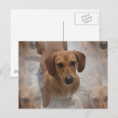 ダシュント救助葉書 ポストカード (正面/裏面)