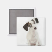 ダシュント/チワワ雌の子犬 マグネット (正面/裏面)