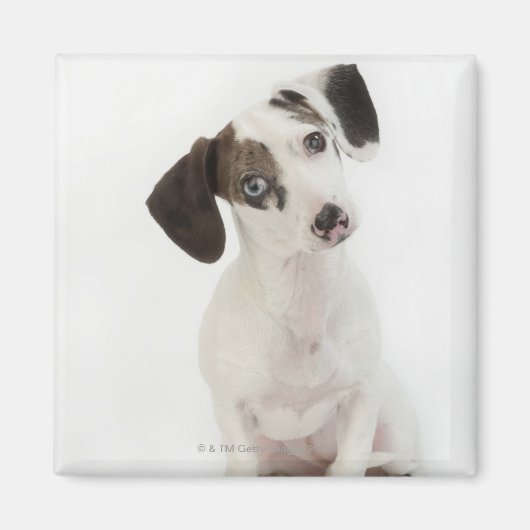 ダシュント/チワワ雌の子犬 マグネット (正面)