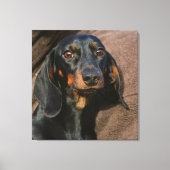 ダシュント・ブラック&タン キャンバスプリント (正面)