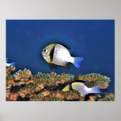 ダシラス ポスター (正面)