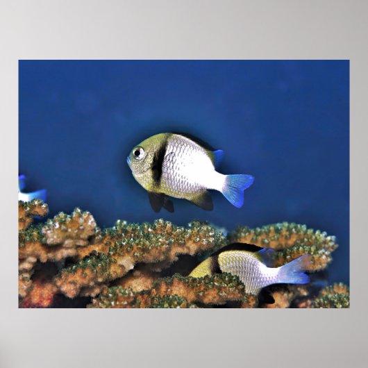 ダシラス ポスター (正面)