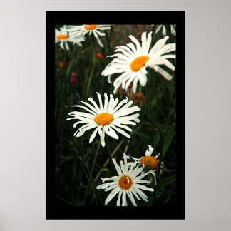 ダシー日 ポスター