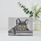 ダスキーゴールドのポストカード ポストカード (スタンド正面)