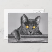 ダスキーゴールドのポストカード ポストカード (正面/裏面)