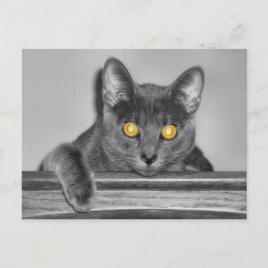 ダスキーゴールドのポストカード ポストカード (正面)