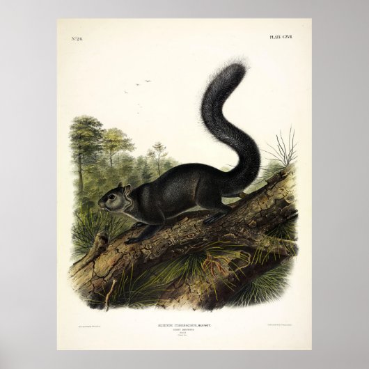 ダスキーリスまたはメキシコの灰色リスby Audubon ポスター (正面)