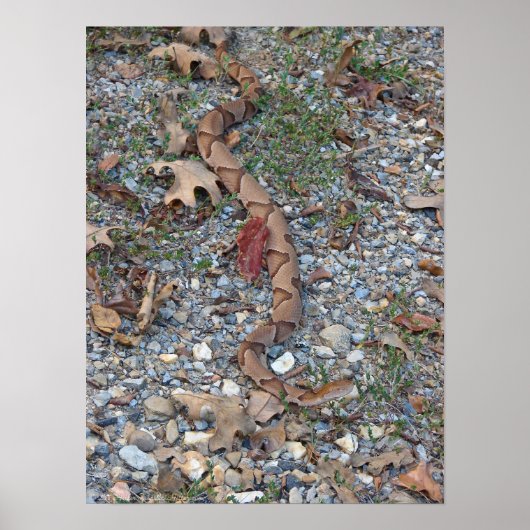 ダスクのポスターに飾られたカッパーヘッドスネーク ポスター (正面)