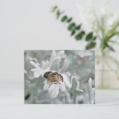 ダスティミラーでサルティシドジャンピングスパイダー ポストカード (スタンド正面)