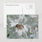 ダスティミラーでサルティシドジャンピングスパイダー ポストカード (正面/裏面)