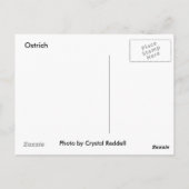 ダチョウのポストカード ポストカード (裏面)