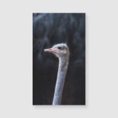 ダチョウの写真 (正面)