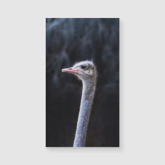 ダチョウの写真 (正面)