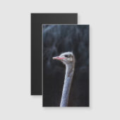 ダチョウの写真 (正面/裏面)