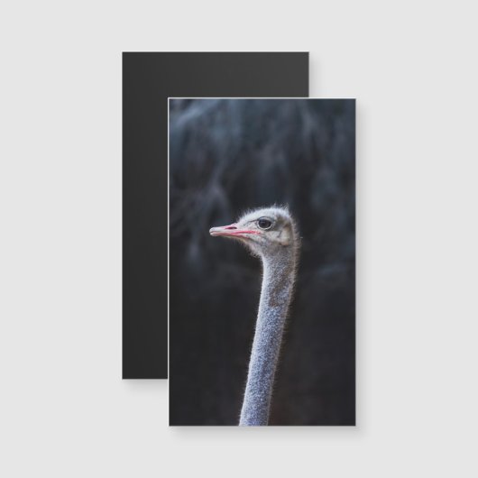 ダチョウの写真 (正面/裏面)