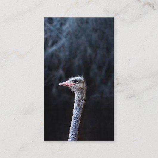 ダチョウの写真 アドバイスカード (正面)
