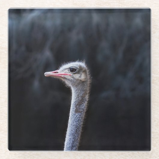 ダチョウの写真 ガラスコースター (正面)