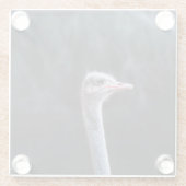 ダチョウの写真 ガラスコースター (裏面)