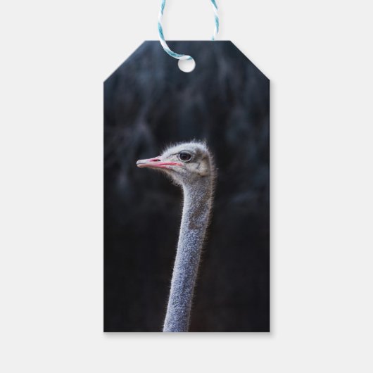 ダチョウの写真 ギフトタグ (正面)