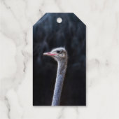 ダチョウの写真 ギフトタグ (裏面)