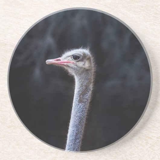 ダチョウの写真 コースター (正面)