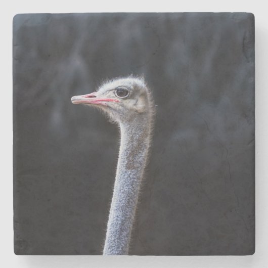 ダチョウの写真 ストーンコースター (正面)