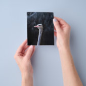 ダチョウの写真 チラシ (手)