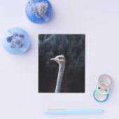ダチョウの写真 チラシ (シングル)
