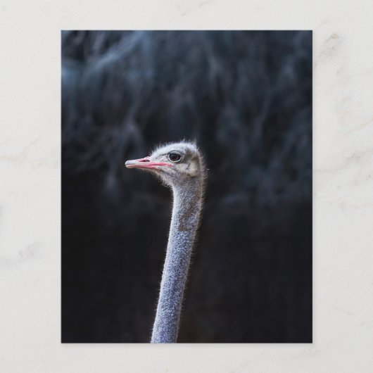 ダチョウの写真 チラシ (正面)