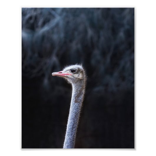 ダチョウの写真 フォトプリント            (正面)
