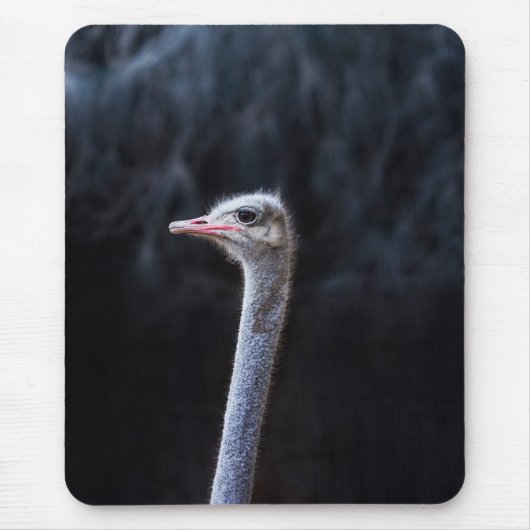 ダチョウの写真 マウスパッド (正面)