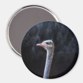 ダチョウの写真 マグネット (正面/裏面)