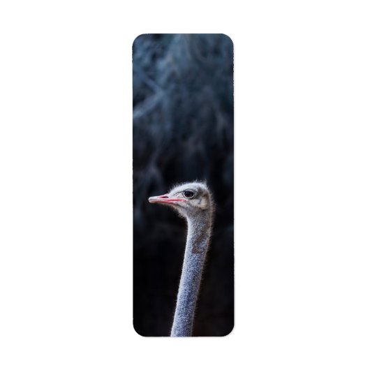 ダチョウの写真 ラベル (正面)