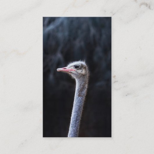 ダチョウの写真 名刺 (正面)