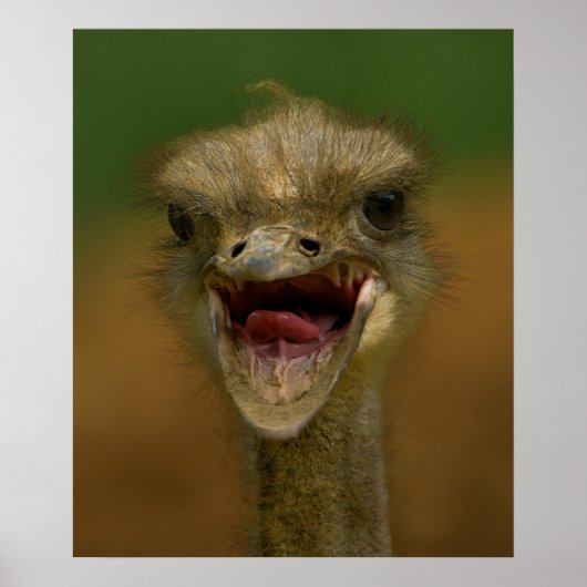 ダチョウの抱擁 ポスター (正面)