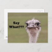 ダチョウの頭は何のジョークのおもしろい写真を言う ポストカード (正面/裏面)