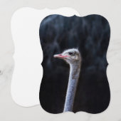 ダチョウポートレート (正面/裏面)