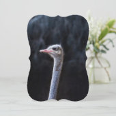 ダチョウポートレート (スタンド正面)