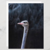 ダチョウポートレート (正面/裏面)