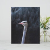 ダチョウポートレート (スタンド正面)