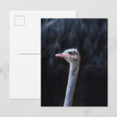 ダチョウポートレート インビテーションポストカード (正面/裏面)