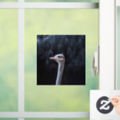 ダチョウポートレート ウィンドウサイン (ホーム)