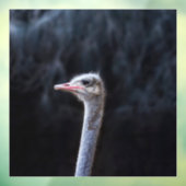 ダチョウポートレート ウィンドウサイン (シート3)