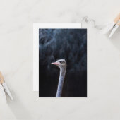 ダチョウポートレート カード (正面/裏面インサイチュ)