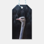 ダチョウポートレート ギフトタグ (裏面)