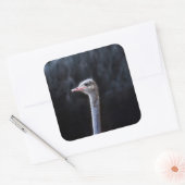 ダチョウポートレート スクエアシール (封筒)