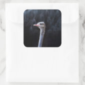 ダチョウポートレート スクエアシール (バッグ)