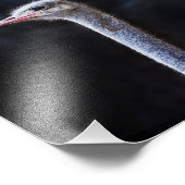 ダチョウポートレート フォトプリント            (角)