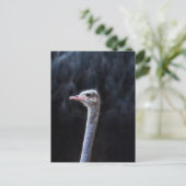 ダチョウポートレート ポストカード (スタンド正面)