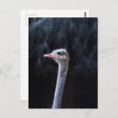 ダチョウポートレート ポストカード (正面/裏面)